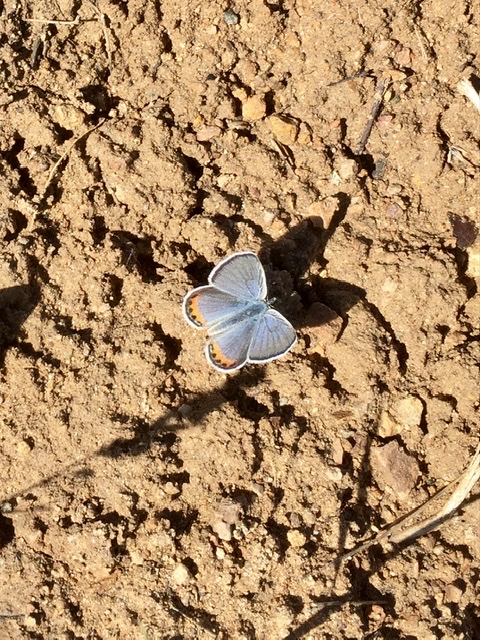 A blue butterfly on hard brown dirt