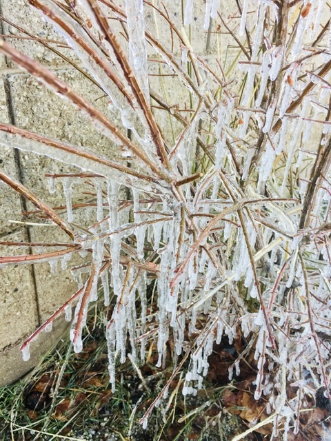 Icicles hanging from the branches of a bush with no leaves