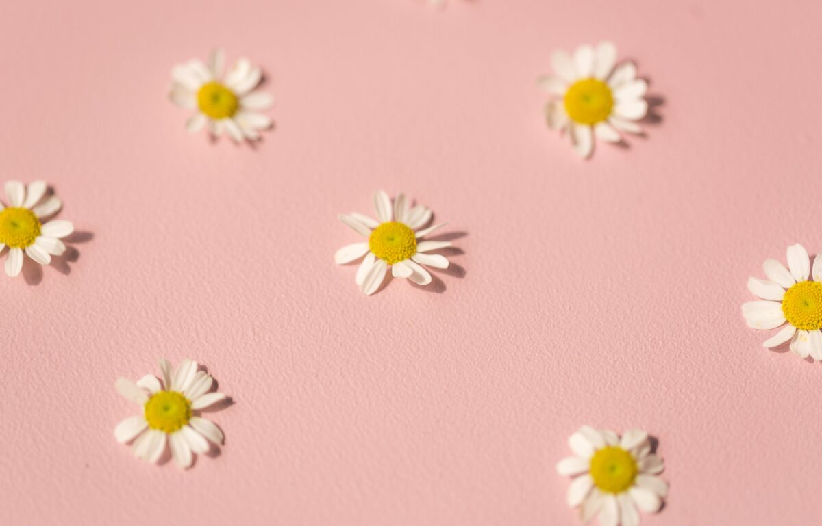 Daisies on pink background