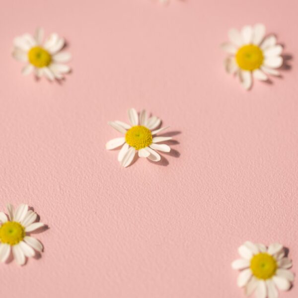 Daisies on pink background